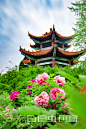 牡丹花 - 搜索结果 - 图虫创意-全球领先正版素材库-Adobe Stock中国独家合作伙伴