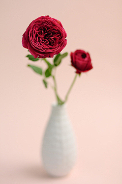 545843149采集到花花草草