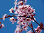 树花 樱花 - Pixabay上的免费照片