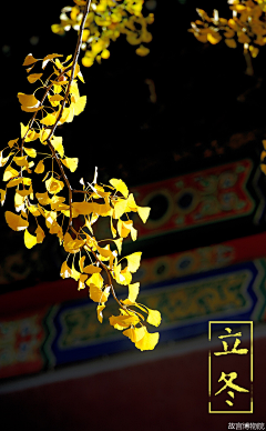 呦哟采集到二十四节气