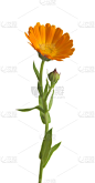 万寿菊,仅一朵花,corn marigold,白色,分离着色,叶子,野金盏花,垂直画幅,特写,充满的
