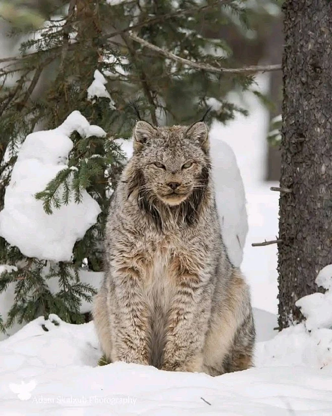 雪林偶遇·猞猁-花瓣网