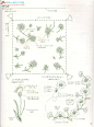 花的刺绣图案集