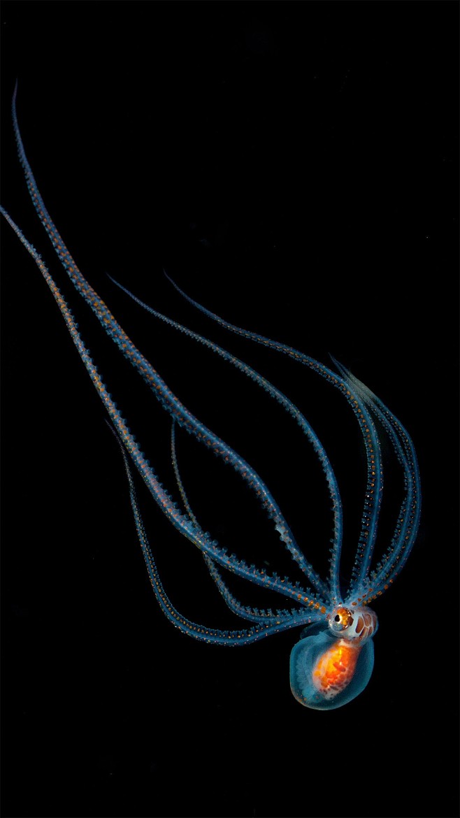 夜间潜水时发现的章鱼，夏威夷科纳附近 (...