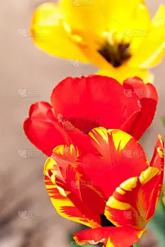 花园里的郁金香花色彩鲜艳