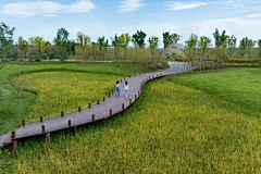 hm2005采集到乡村景观植物