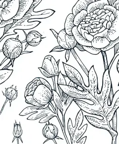 牡丹,玫瑰花朵。背景说明。手绘轮廓。园林植物的开花抽象工厂图片。向量图片