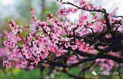 小C菜花采集到花（桃花）