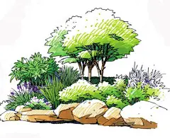 马克笔植物表现 ​​​​