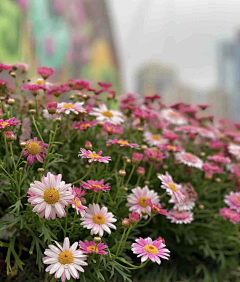 玲金张采集到花花