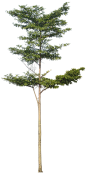 20 Free Tree PNG Images - terminaliamantaly02L