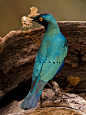 mangofaster:



Greater blue eared glossy starling by Deemacphotos - Dave McHutchison