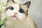 猫呀~