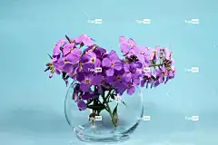 花朵 花束 全高清壁纸 4K壁纸 笔记本电脑壁纸 酷背景 高清壁纸