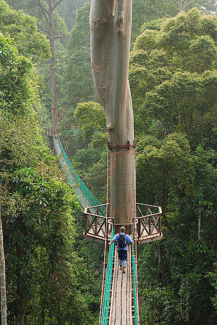 马来西亚婆罗洲热带雨林的树冠走道。想去体...