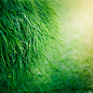 Grass Texture | Flickr - 相片分享！