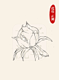 国画入门｜牡丹白描/线描合集干货满满‼️