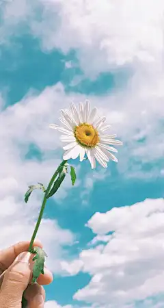 手拿白色花朵的小清新手机壁纸