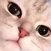藕片儿