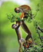 #<a class="text-meta meta-mention" href="/neqaymiw8n/">@灵感图匠</a>#猴