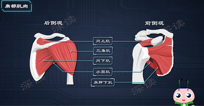 点击查看图片来源