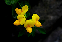 心冻采集到一花一世界