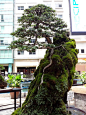 ronbeckdesigns:
“  Bonsai Exhibit 2013 at Eastwood Mall, Manila, Philippines
”