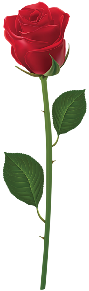 免抠素材-鲜花-玫瑰花-PNG-素材