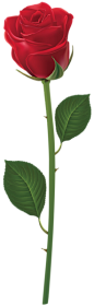 免抠素材-鲜花-玫瑰花-PNG-素材