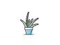 Aloe Plant