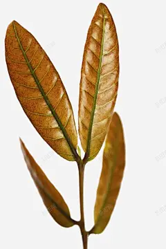 幼苗新叶 平面电商 创意素材