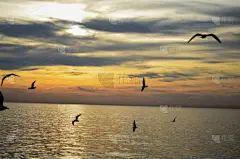 海鸥,海洋,在上面,天空,美,艺术,水平画幅,绘画插图,鸟类,自由