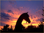 Horse in the Sunset by ~Cuiniel on deviantART