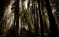 General 1920x1200 nature landscape dark forest sun rays mist morning trees sunlight monochrome