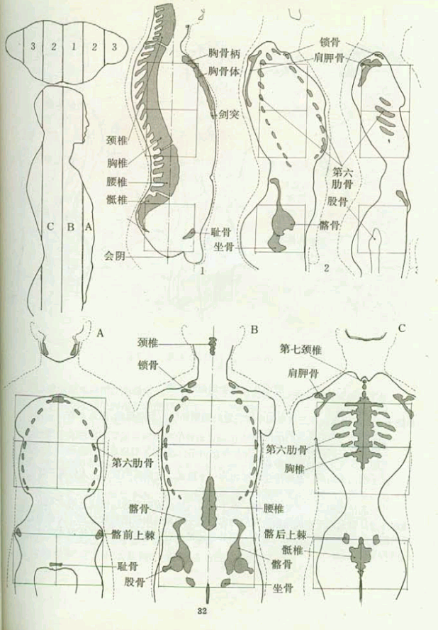 艺用人体结构运动学