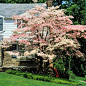 Flowering Dogwood