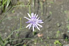 开着淡紫色花的Scorzonera purpurea