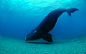 南露脊鲸 Eubalaena australis 哺乳纲 鲸目 露脊鲸科 真露脊鲸属
