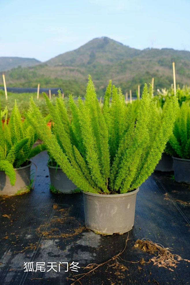 狐尾天门冬图片_点植灌木、球类灌木选型图片素材-花瓣网