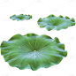 夏天通用实景荷叶绿色植物元素素材