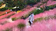 虚胖的二大爷采集到空间——花海