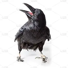 乌鸦座corax。普通乌鸦在白色背景前。