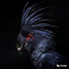 不愿透露姓名的区号先生采集到动物