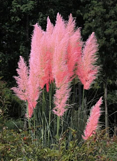 红伞伞ㅤ采集到花花