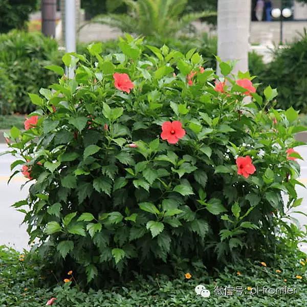 大红花（扶桑、朱瑾）