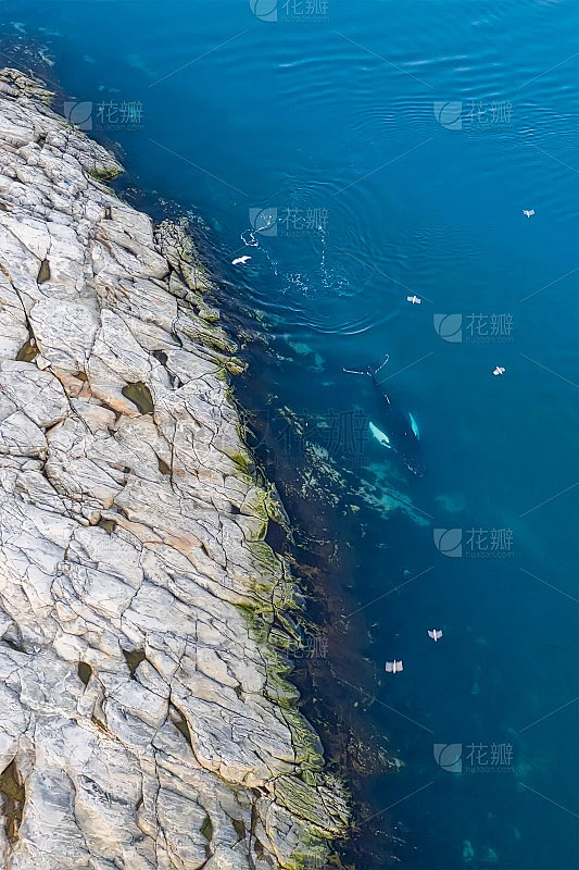 格陵兰伊卢利萨特海鲸和鸟类