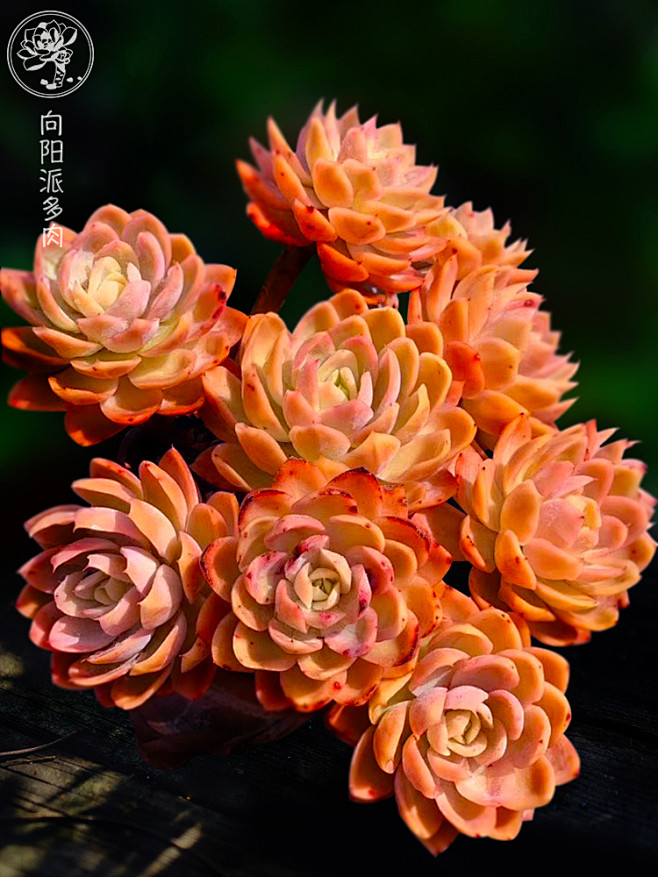 丝绸面纱红鹤多肉植物老桩群生一物一拍悬崖桩向阳派多肉园艺淘宝网