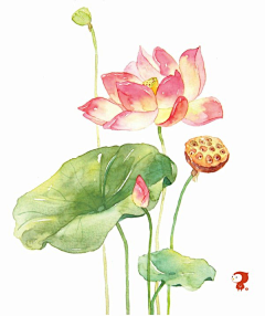 若若__ss采集到水彩