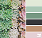 succulent hues