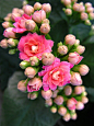 【花卉摄影精选图集下载】花卉花瓣装饰/花卉摄影精选